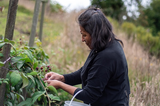 Peasant woman harvesting organic blackberry