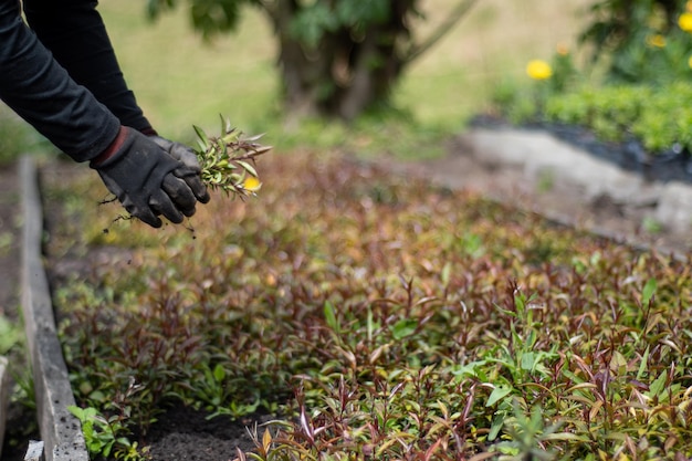 peasant woman planting plants in orchard