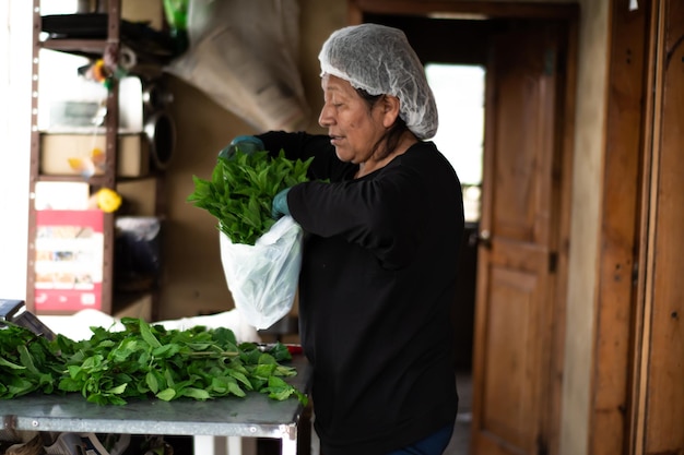 peasant woman selecting organic peppermint