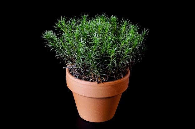 A peat moss Polytrichum Commune grows in a small ceramic flower pot on a black background