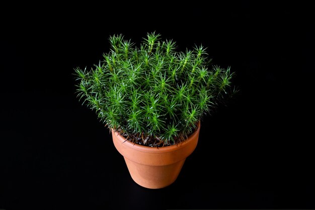 A peat moss Polytrichum Commune in a small ceramic flower pot on a black background