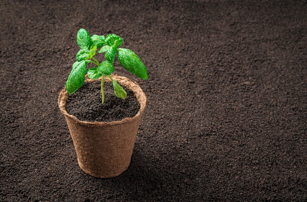 A peat pot with a basil sprout stands on the ground. Side view with copy space.