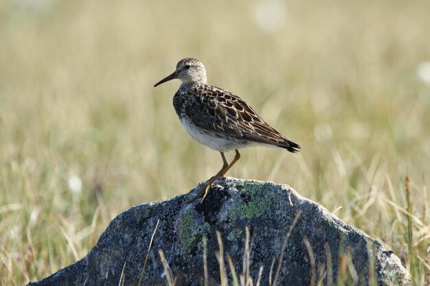 Pectoral sandpiper standing on a rock with tundra grass in the background