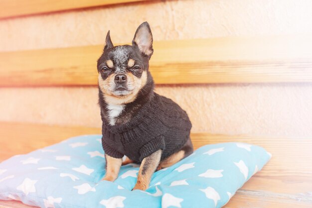 Pedigree dog portrait Chihuahua dog on a cheese pillow on a bench