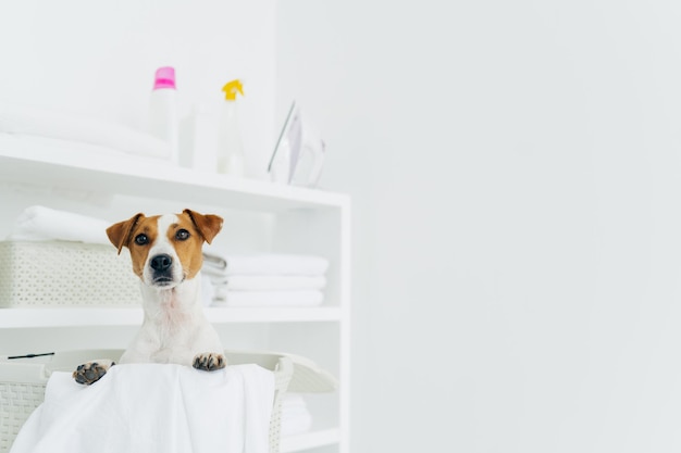 Pedigree dog poses inside of white basket in laundry room shelves with clean neatly folded towels and detergents copy space against white background