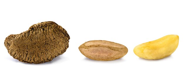 Peeled Brazilian nut, outside the coconut, known as "Castanha do ParÃ¡", Brazil nut, Image on isolated white background.