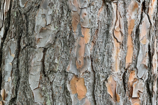 Peeling tree trunk texture