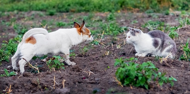 A Pekingese dog barks at a cat A dog and a dog in the garden