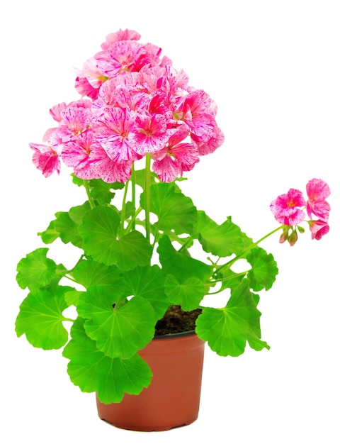 Photo pelargonium flower in pink flower pot isolated on white background. flowers card