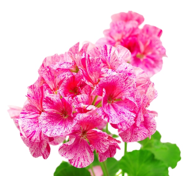 Pelargonium flower pink isolated on white background. Flowers card