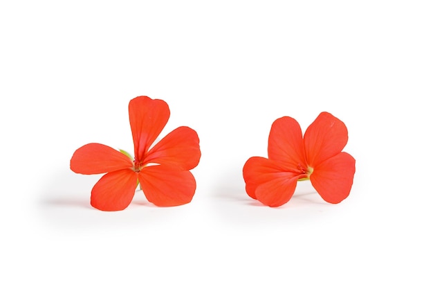 Pelargonium flowers isolated on white background Pelargonium Orange spring flowers in line