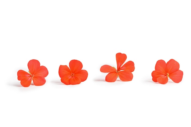 Pelargonium flowers isolated on white background Pelargonium Orange spring flowers in line