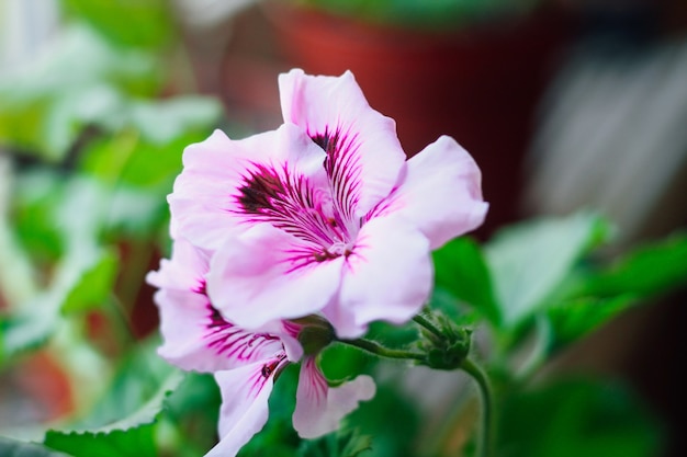 Pelargonium royal purple close-up.