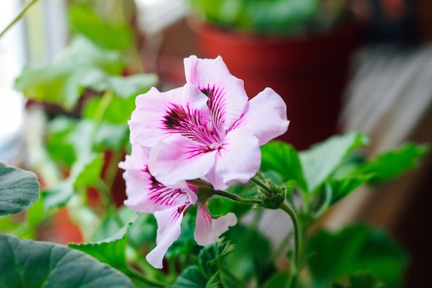 Pelargonium royal purple close-up.