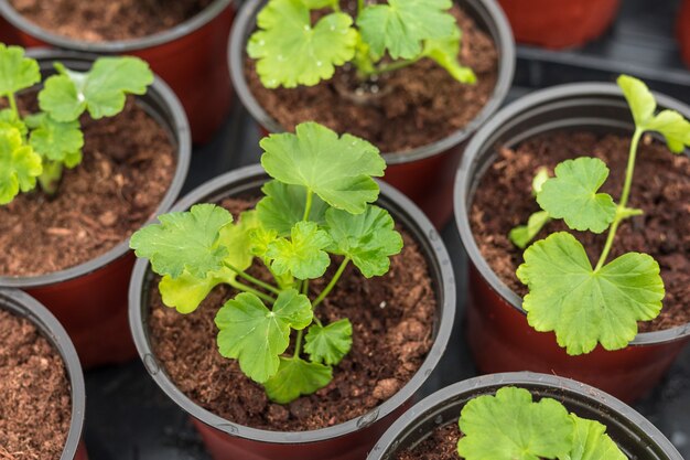 Pelargonium seedlings being replanted into pots