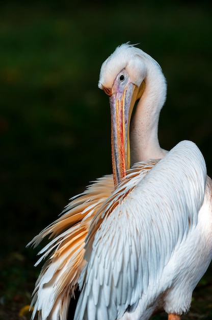 Pelican on the African Lake Nakuru in Kenya