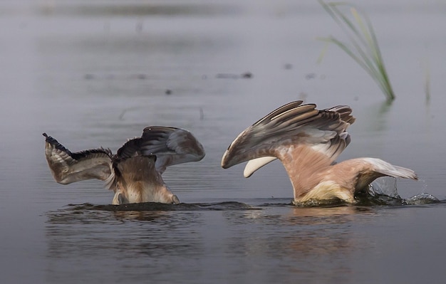 Pelican is floating for fish in the pond