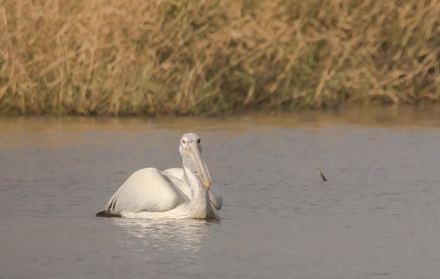 Pelican is floating for fish in the pond