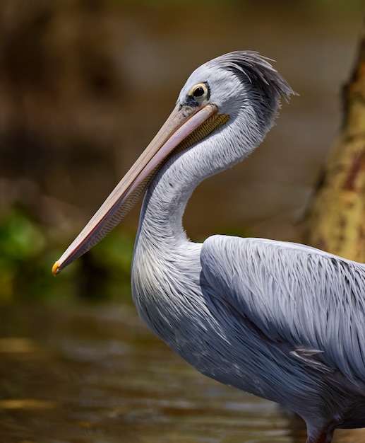 Pelican in the natural habitat. Kenya. lake Naivasha