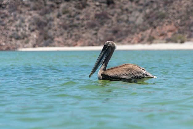 pelican on ocean with beautiful turquoise blue