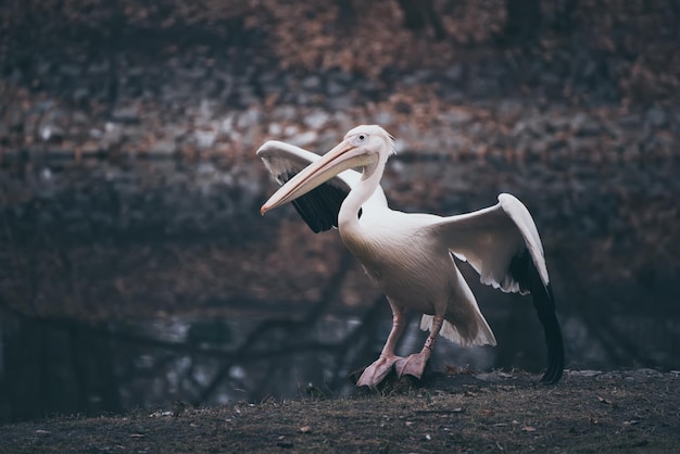 Pelican in the park