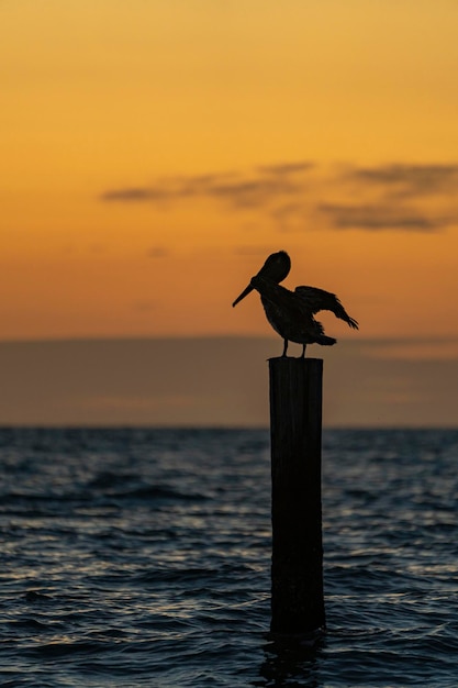 Photo pelican on a post at sunset