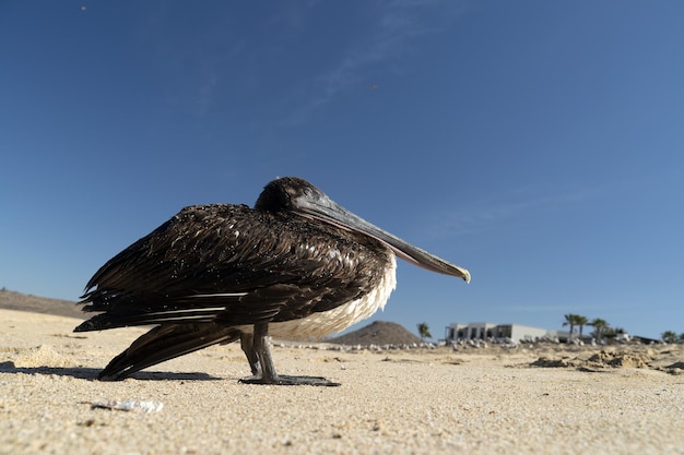 Pelican seagull many birds in baja california beach mexico