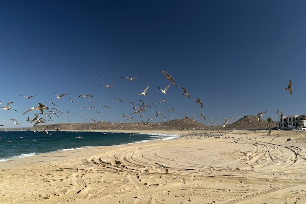 Pelican seagull many birds in baja california beach mexico