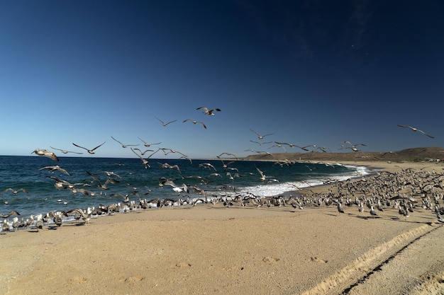 Pelican seagull many birds in baja california beach mexico