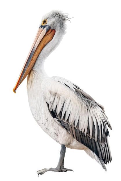 A pelican standing on a white surface ready to take flight