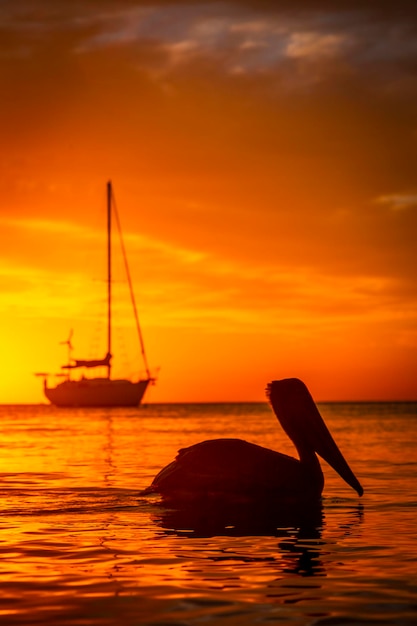 A pelican swimming in the West End Sunset Roatan Island Honduras