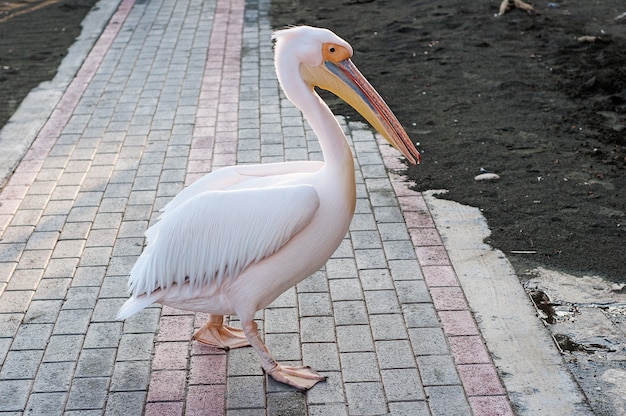 A pelican walks along a tiled path. Setting sun