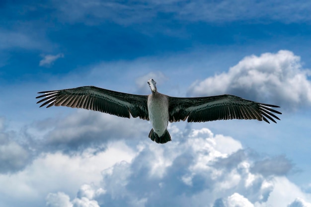 Pelican while flying on cloudy sky