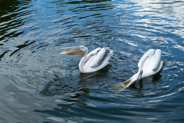 Pelican with plastic container in its beak product of pollution Bird can swallow debris and die