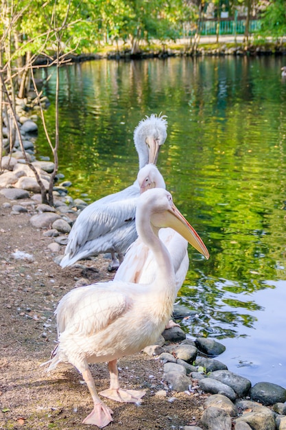 Pelican in the zoo. Big bird. A bird in captivity. Animals in the zoo.