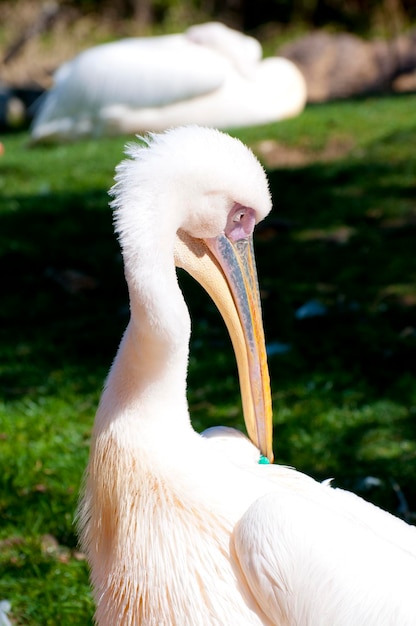 Pelican