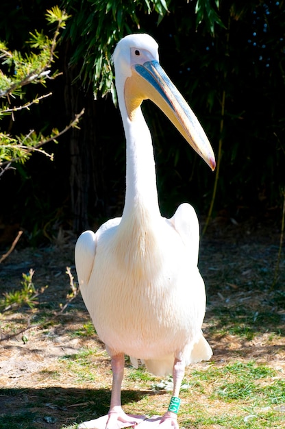 Pelican