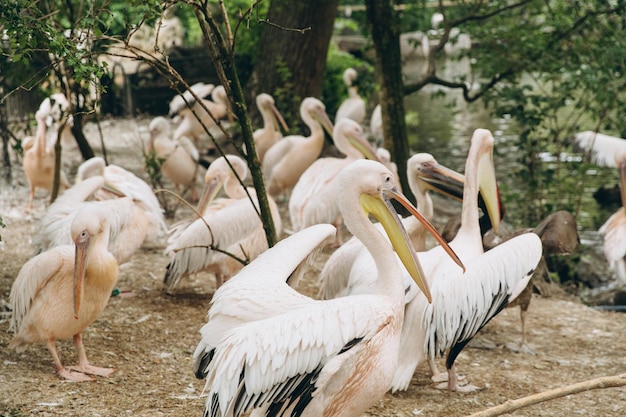 Pelicans Rosy Pelican Pelicanus onocrotalus