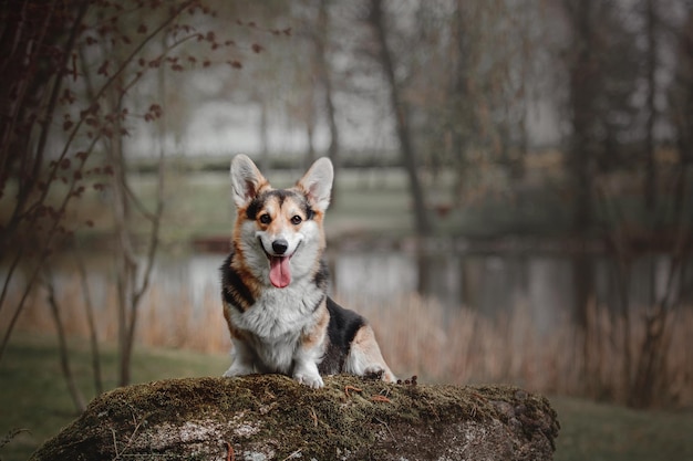 Pembroke Corgi Dog on the walk Dog outdoor Cute dog