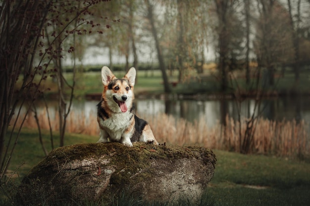 Pembroke Corgi Dog on the walk Dog outdoor Cute dog