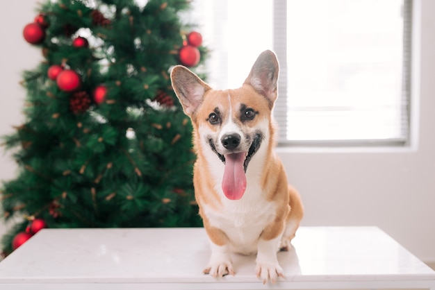 Pembroke corgi in a house decorated with a Christmas tree. Happy Holiday and Christmas Eve