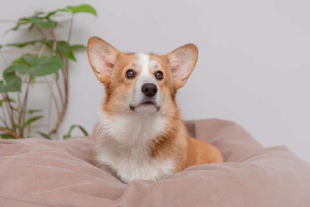 A Pembroke Welsh Corgi dog or a cardigan with a reproachful look lies on a cozy blue sofa Cute dog posing at home front view place to copy text