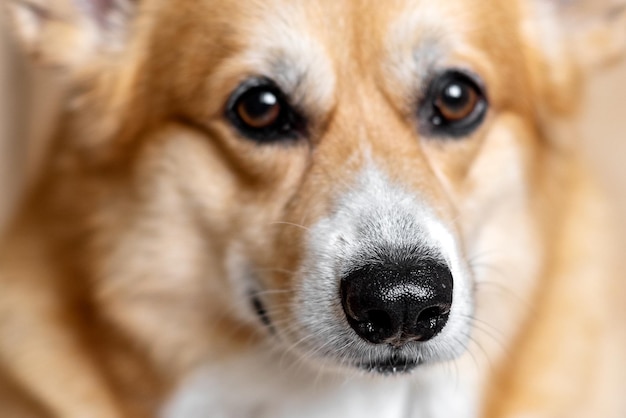 Pembroke welsh corgi dog close up muzzle focus on nose