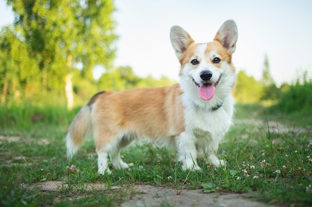 Pembroke Welsh Corgi Dog Welsh Corgi posing outdoors