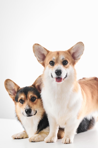 Pembroke Welsh Corgi portrait isolated on white studio background with copy space family of two purebred dogs