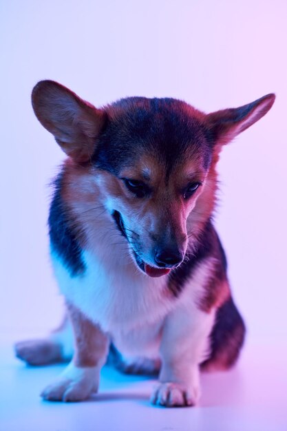 Pembroke Welsh Corgi portrait isolated on white studio background with copy space purebred dog