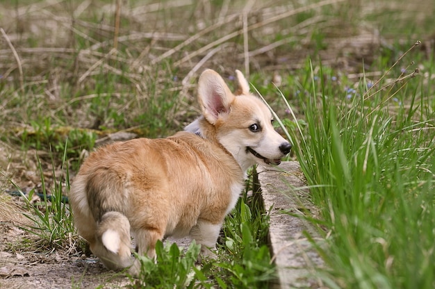 Pembroke Welsh Corgi with a tail