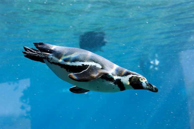 Penguin swimming