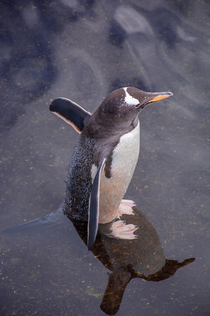 A penguin walks along the coast at the edge of blue clear water