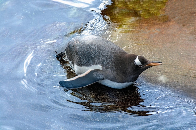 A penguin walks along the coast at the edge of blue clear water